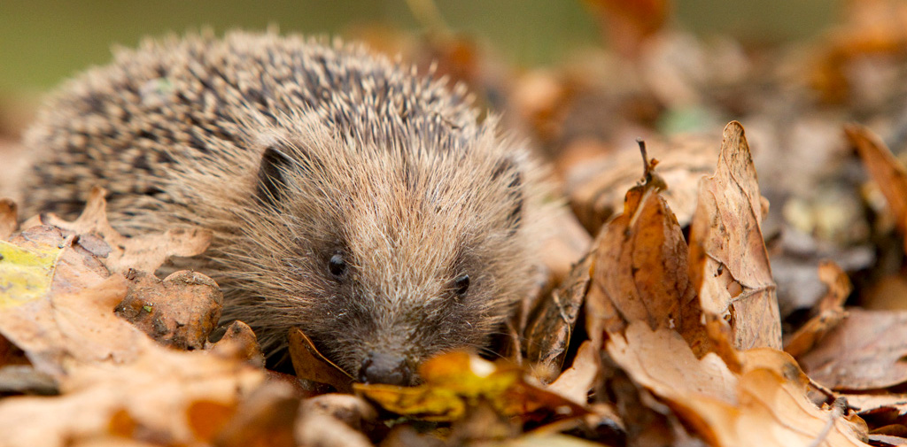 Hérisson d'Europe (Erinaceus europaeus) © Ben Hall / RSPB